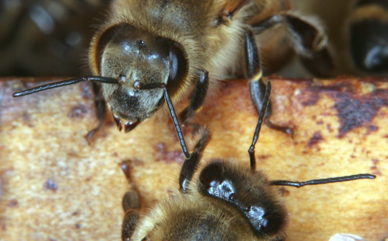 Kopf der Honigbiene